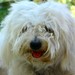 profil billede