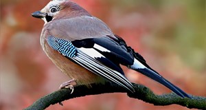 Fugletur ved Egå Engsø