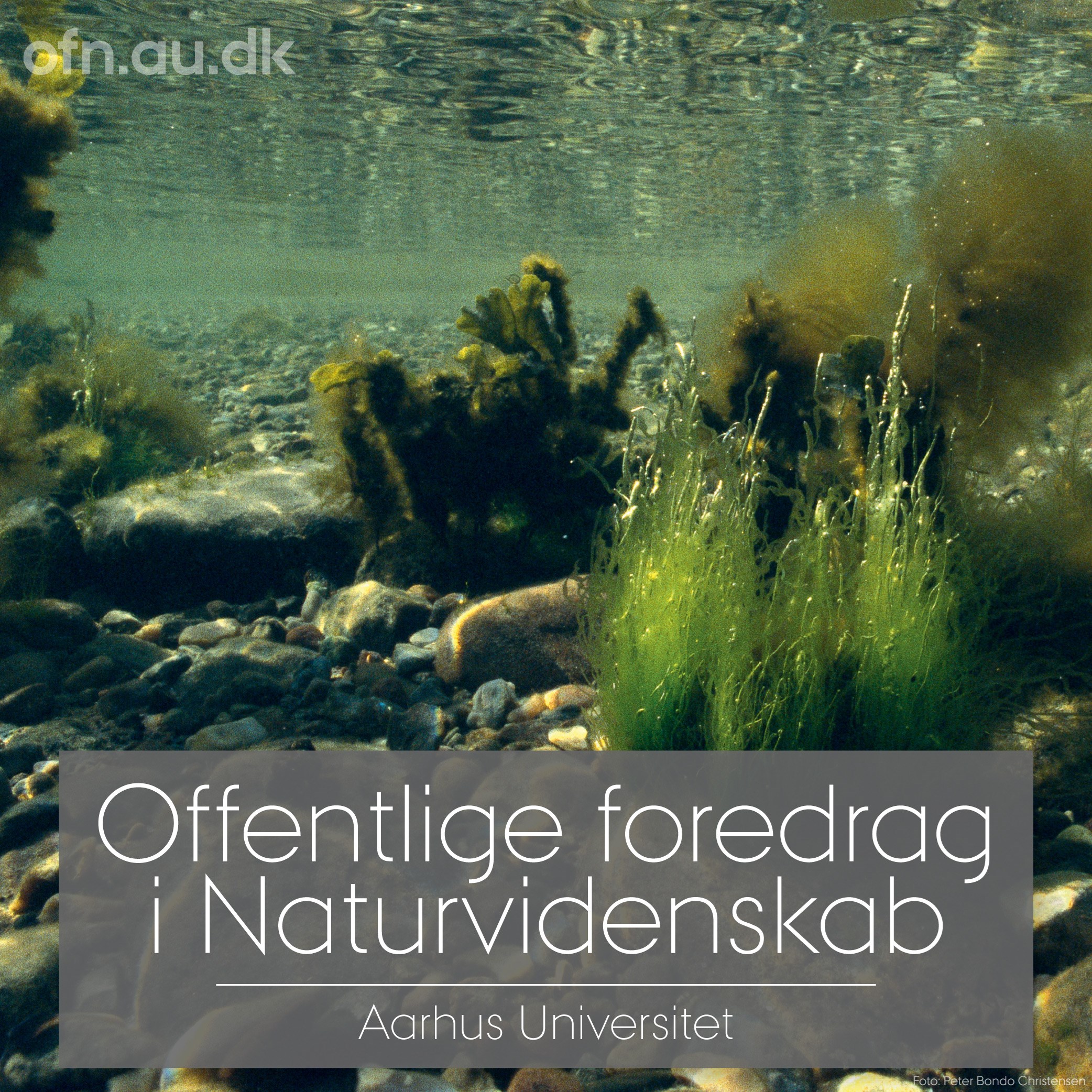 Havets kollaps og vejen tilbage (via livestream fra Aarhus Universitet)