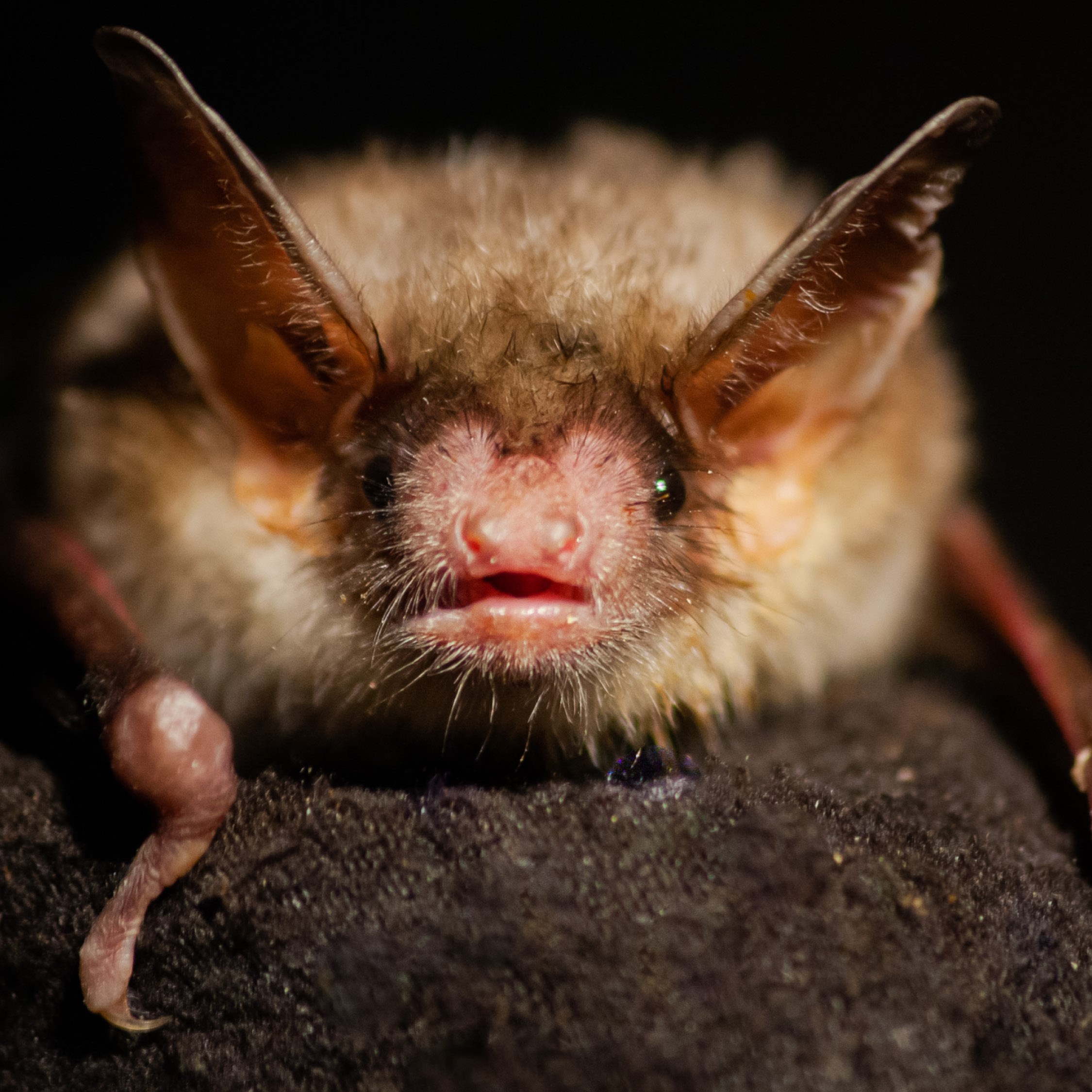 Bat-nat - i flagermusens rige