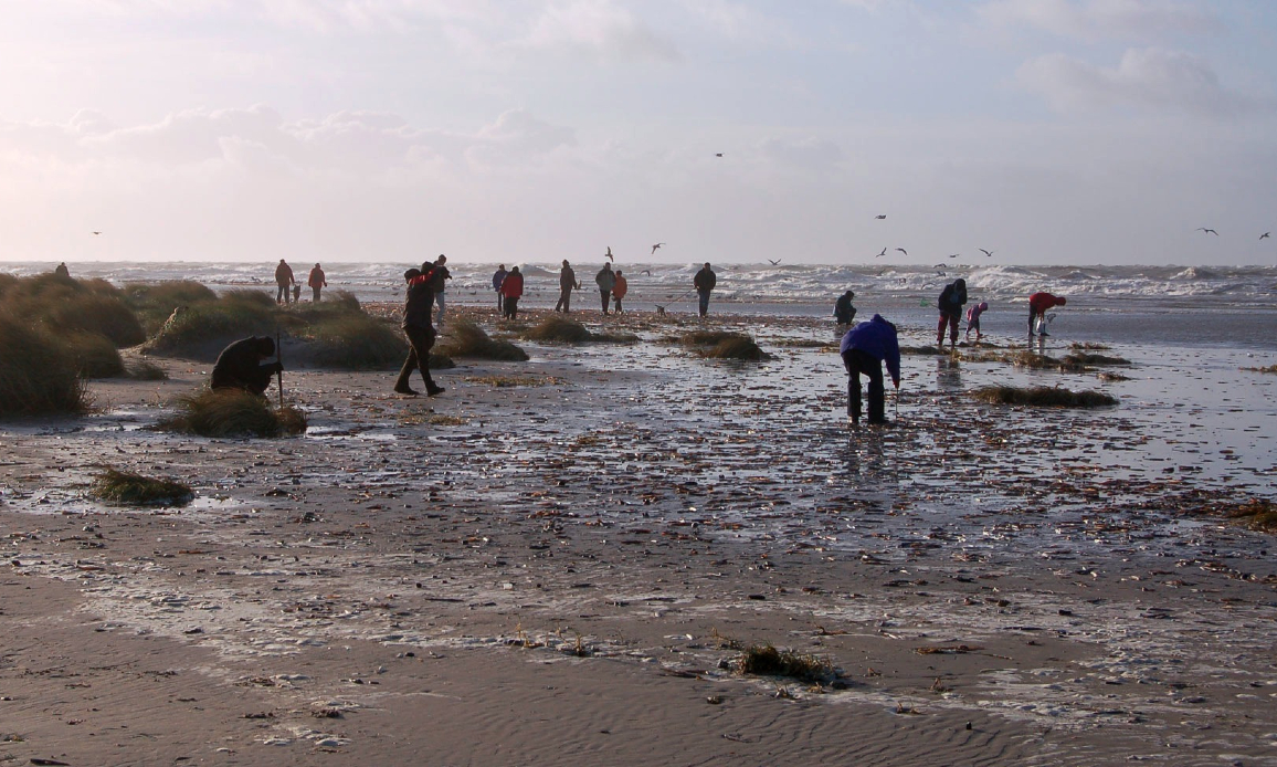 På jagt efter rav - Nordens guld!