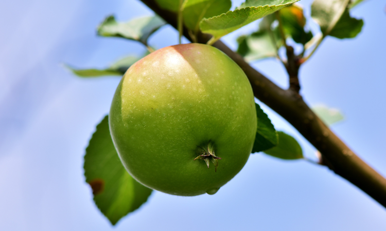 Udsolgt - Æblepodning - lær at pode æbletræer