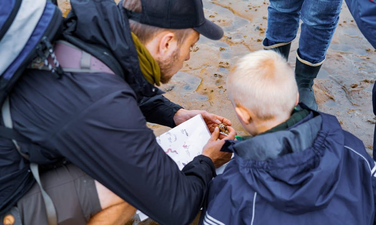 Nature Safari - The Hidden Animals of the Wadden Sea