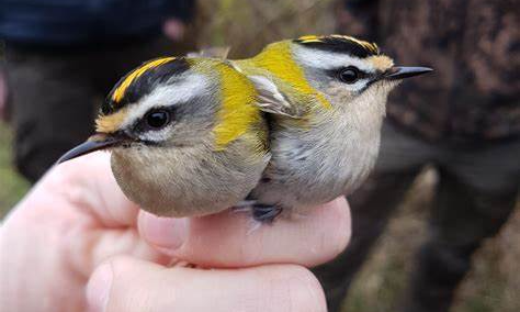 NaturSafari: Ringmærkning af vilde fugle med NaturNørd
