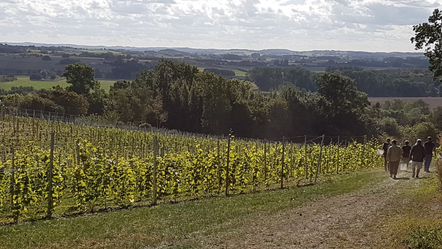 Fra marken til glasset