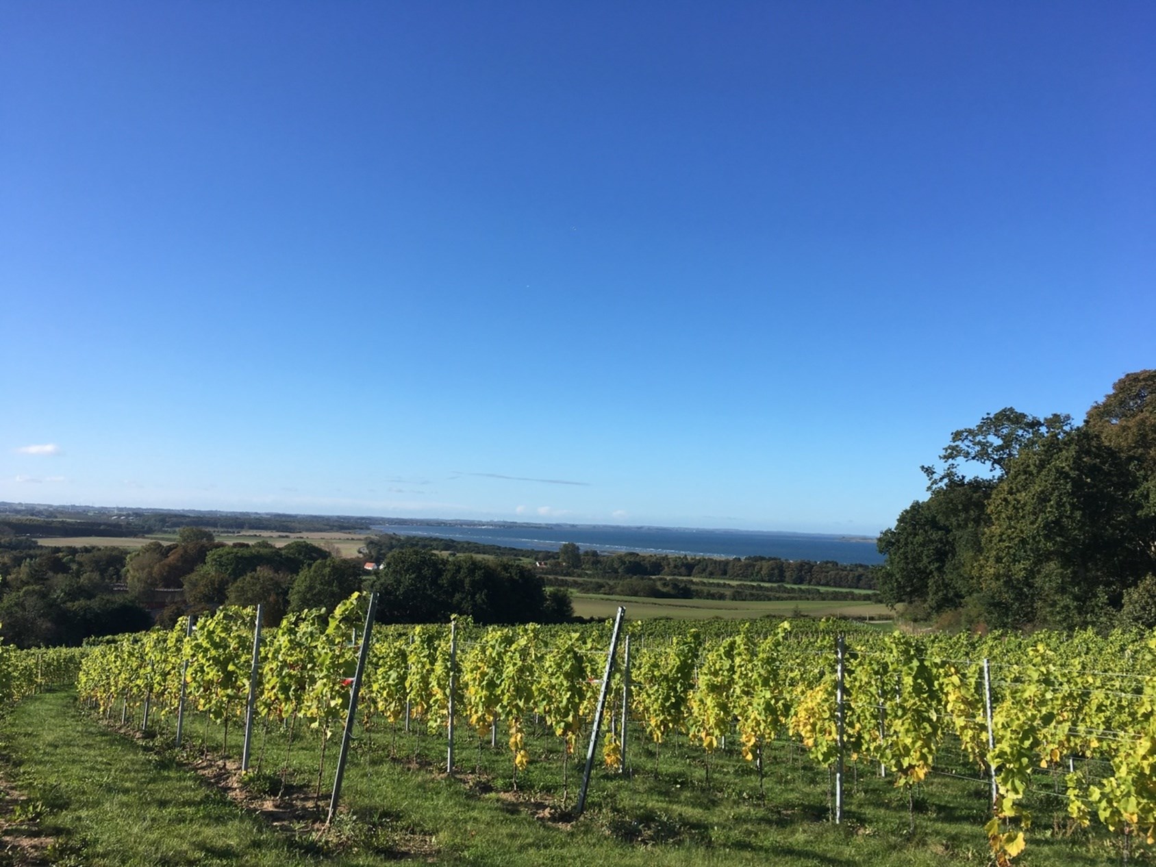 Fra marken til glasset