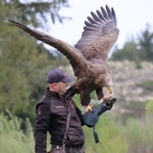 Ørnereservatet 2026