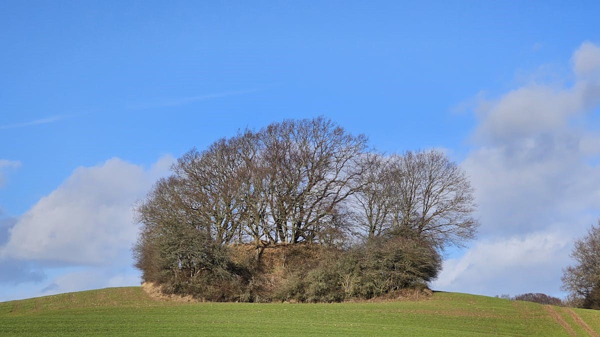 Vandretur, bål og hjemmelavet gløgg i Kongsøre Skov