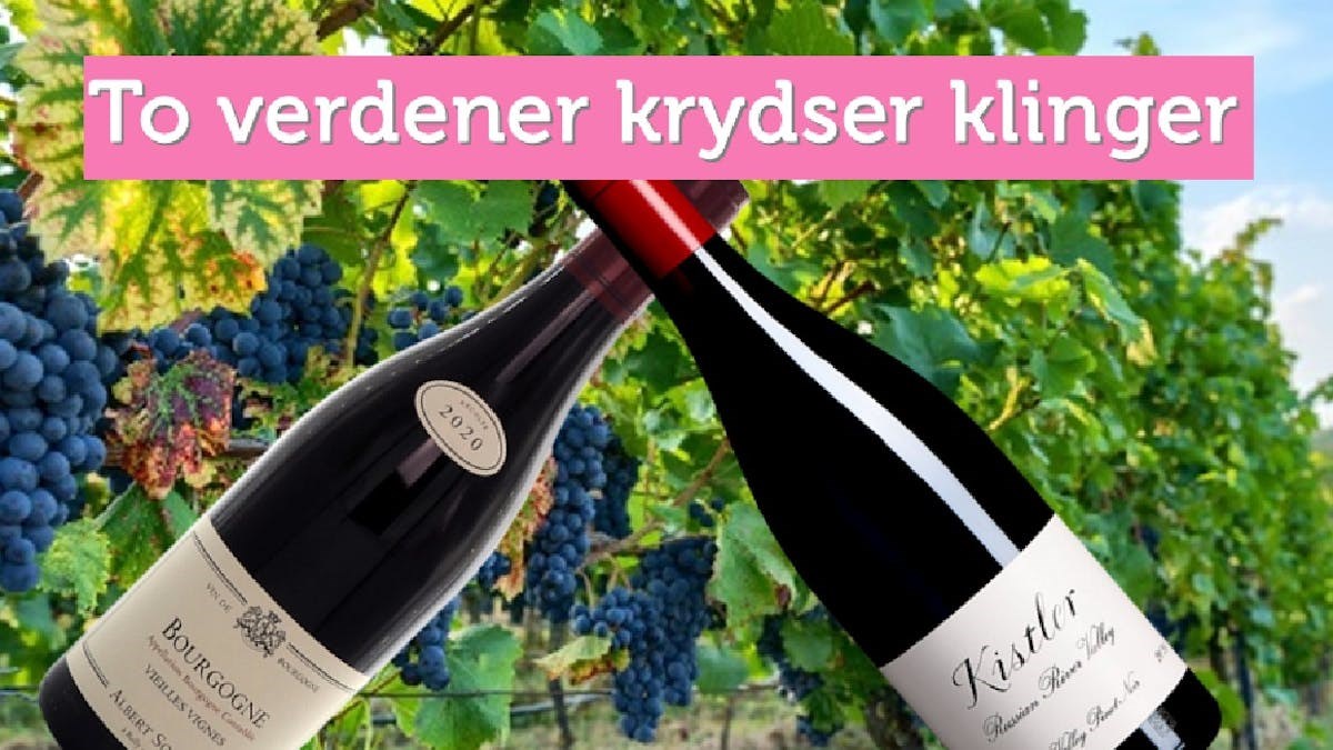 Pinot noir smagningen