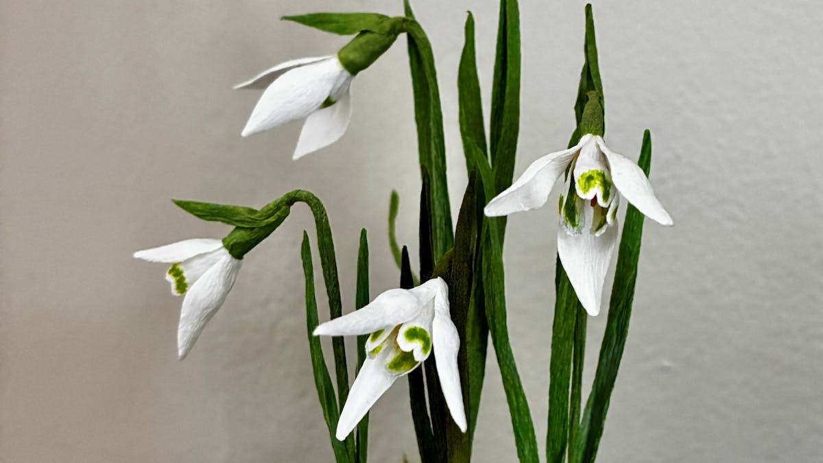 Vintergækker i crepepapir