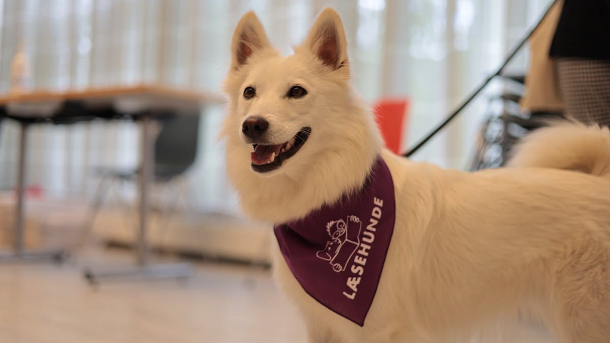 Certificering i Læsehunde - Viborg Hovedbibliotek