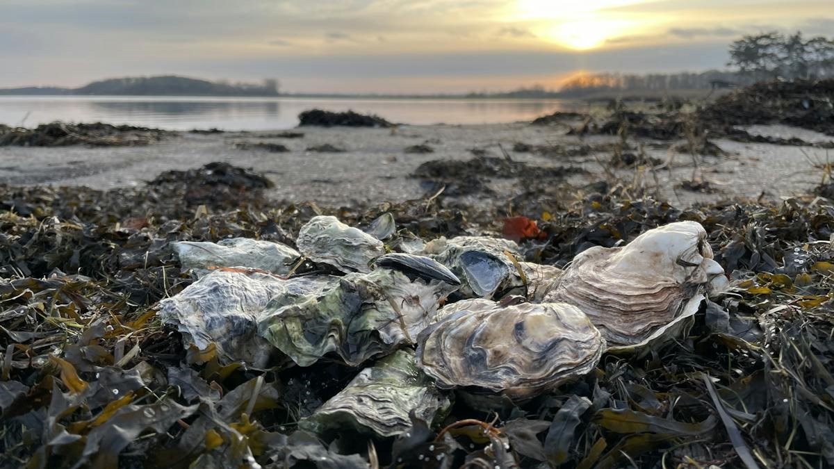 Østersjagt på Sjælland UDSOLGT
