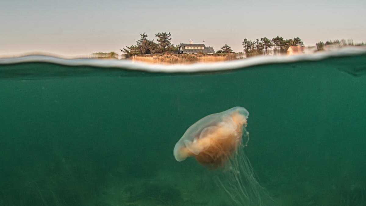 Oplevelser og livet i havet // Udstilling og foredrag