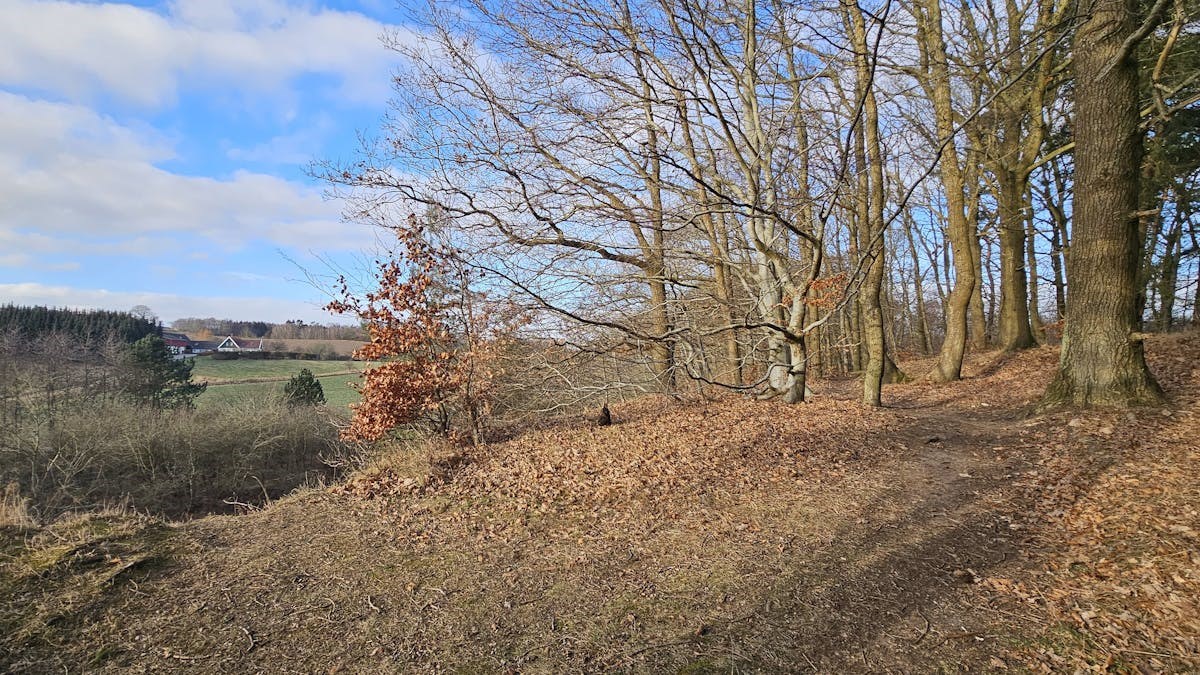 Portvin og vandring: Høve Skov, Sejerøbugten og Jyderup Skov, 14 km