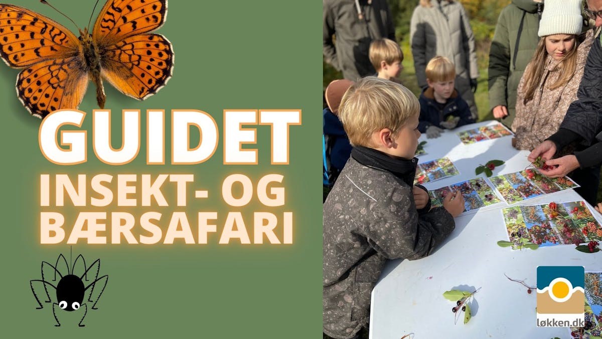 Guidet insekt- og bærsafari | Løkken
