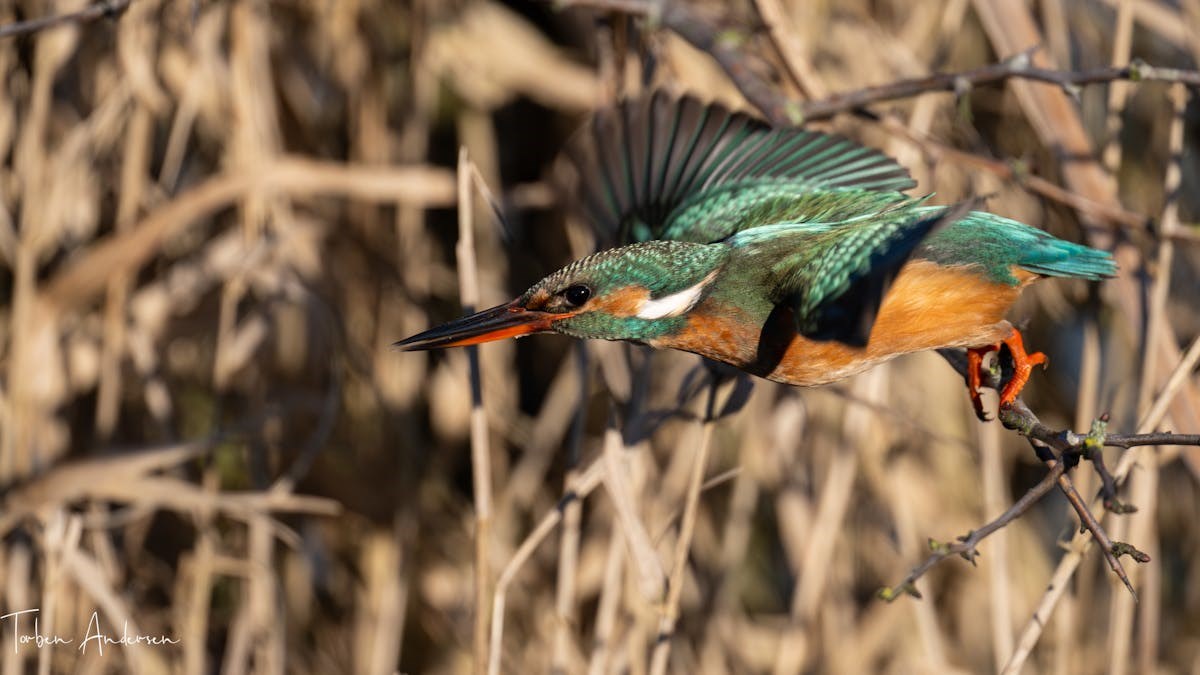Vadehavets fugle i aften-bevægelse og suppe med vin på vores lokale vingård