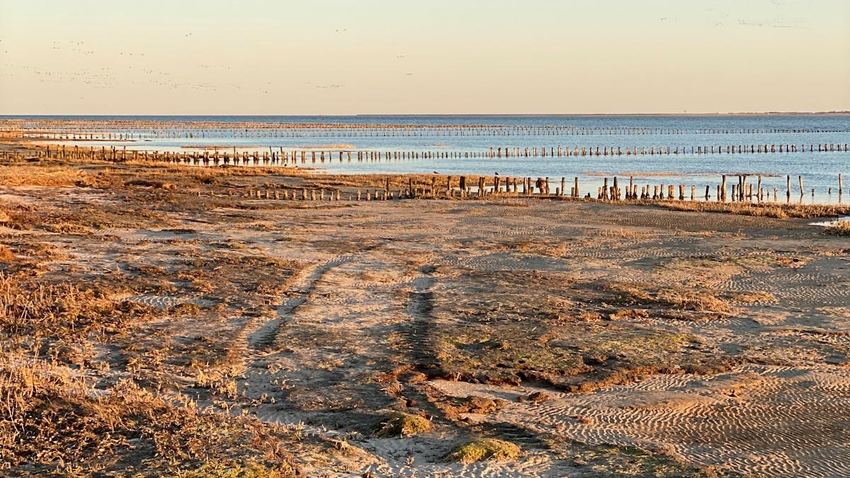 Ø-vandring på Mandø