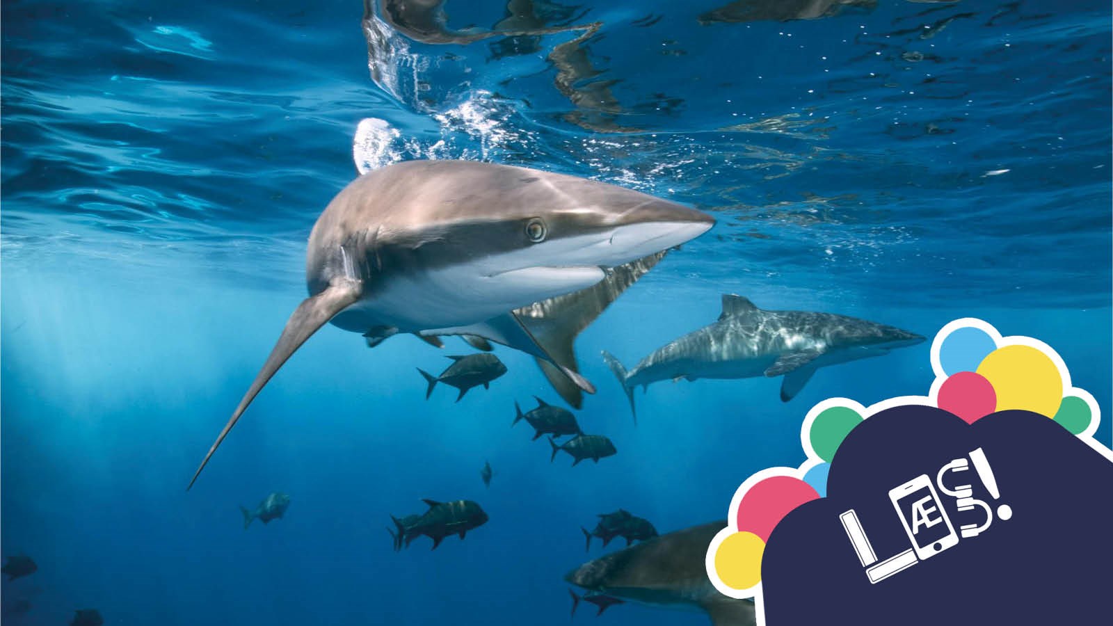 Hør om hajernes fantastiske verden!