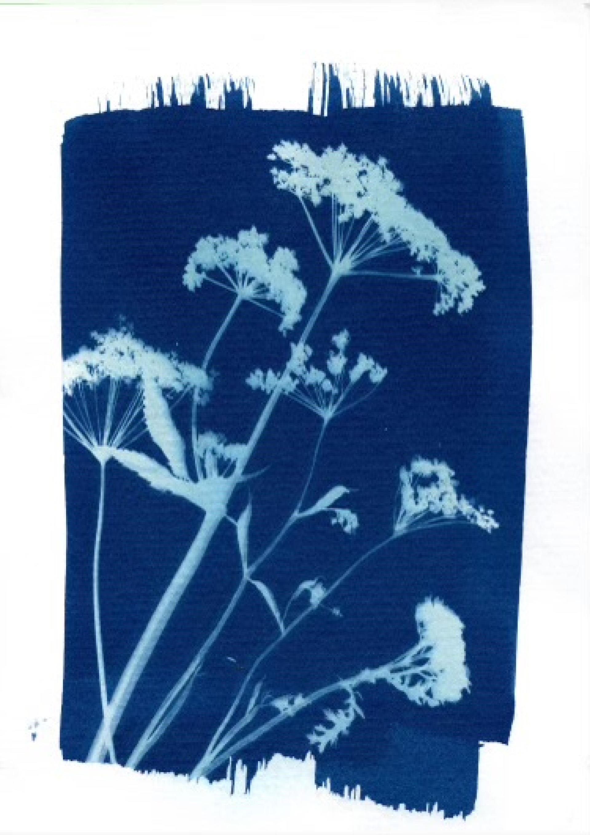 Blåtryk