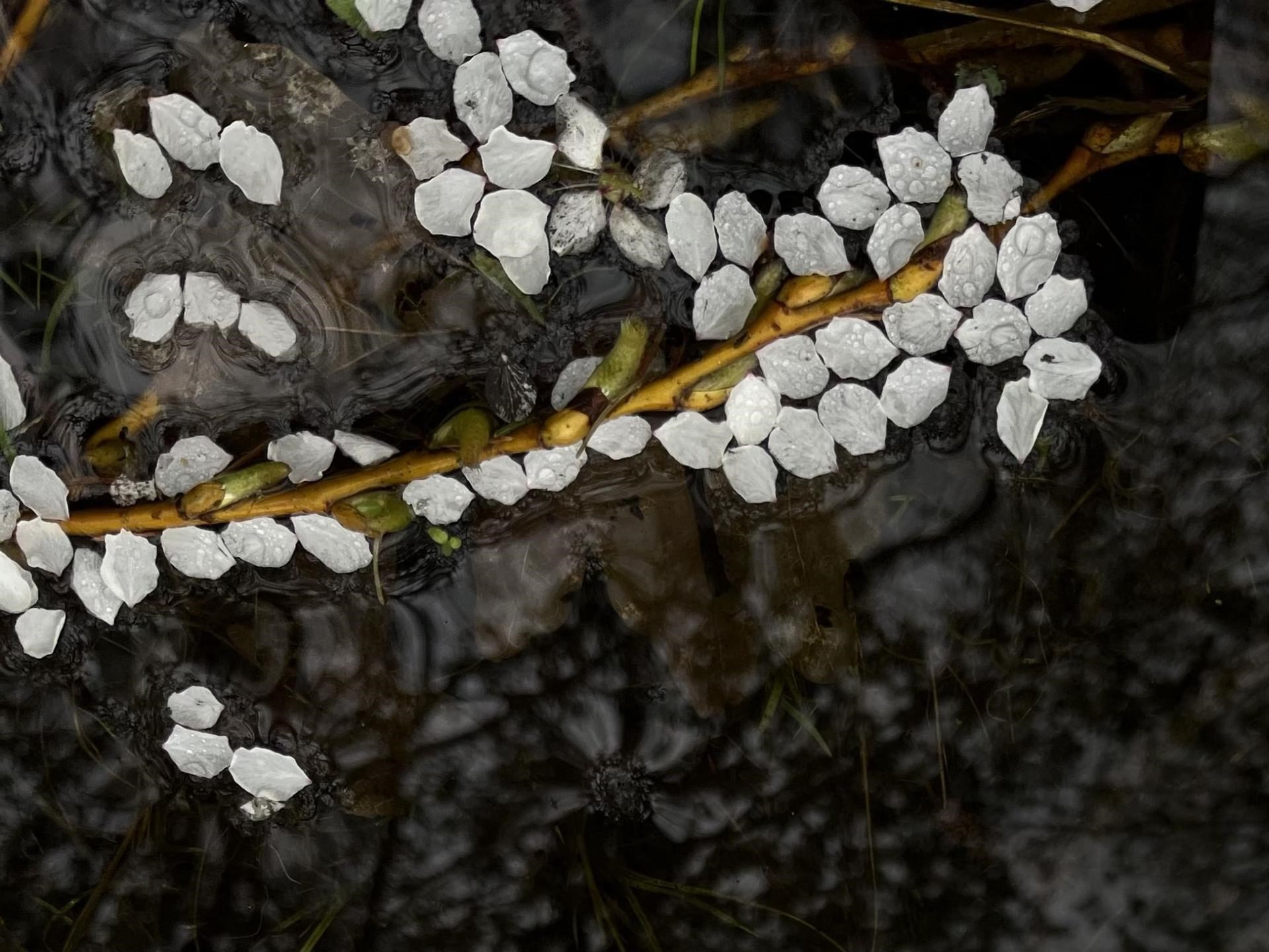 Litteraturvandring: Om landskaber