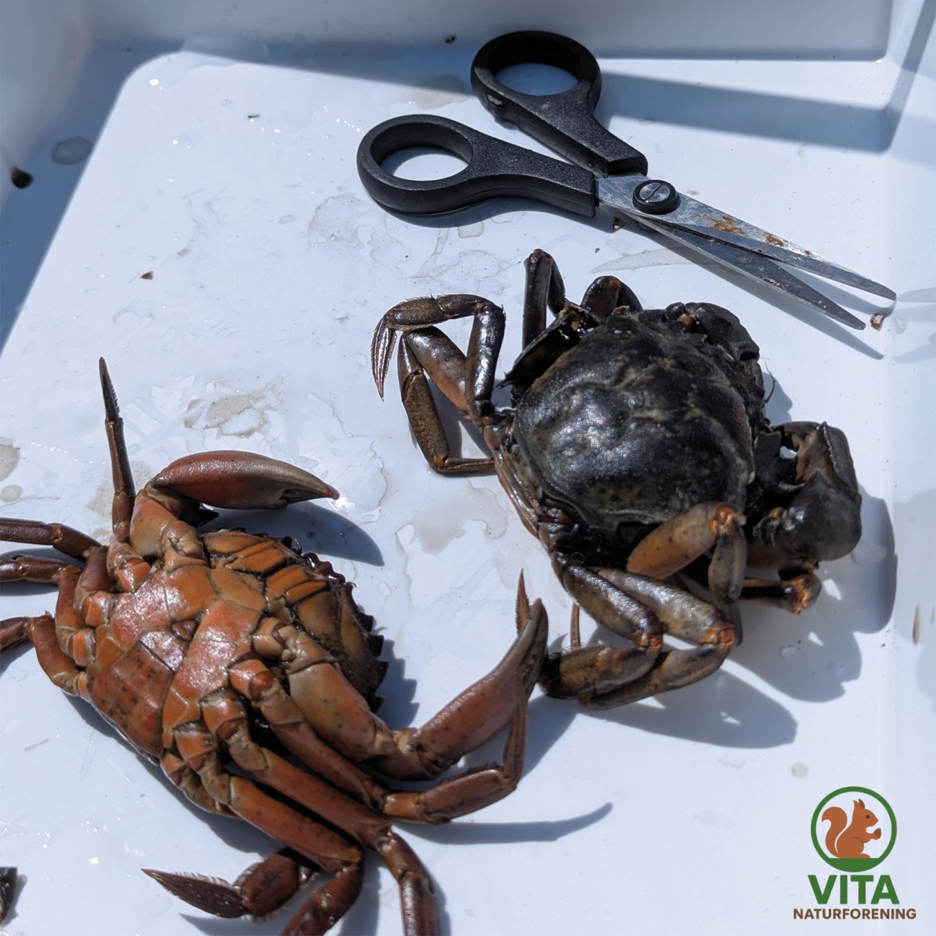 Dissekering af krabber med VITA Naturforening