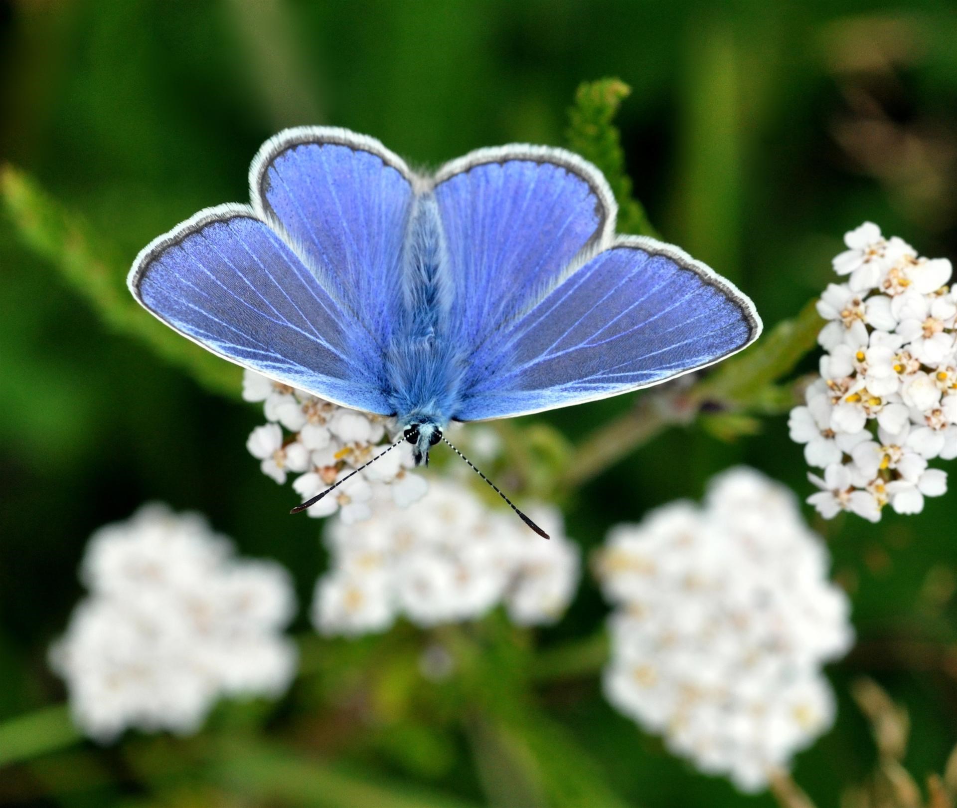 Danske dagsommerfugle - naturens poesi på vinger