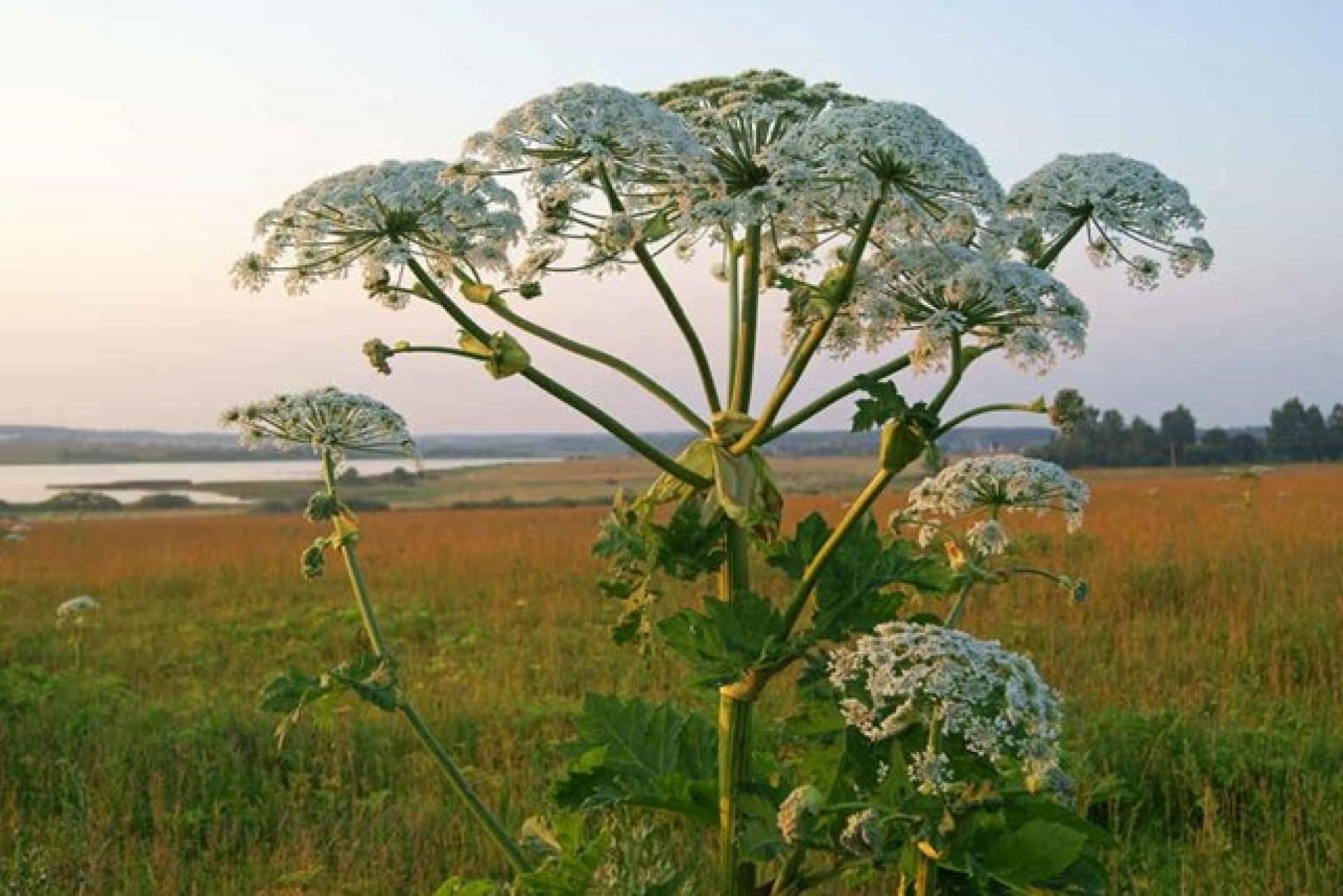 Invasive arter - helt naturligt?