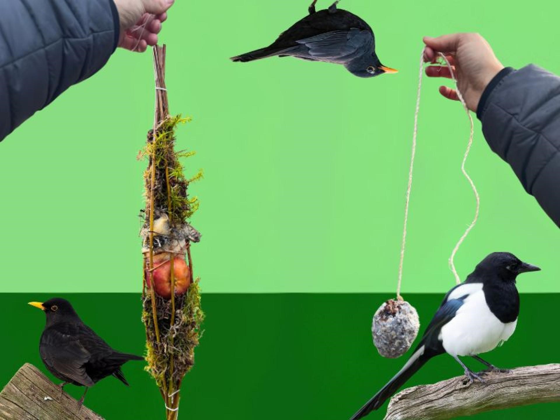 Lav flotte og vilde fugleopsatser