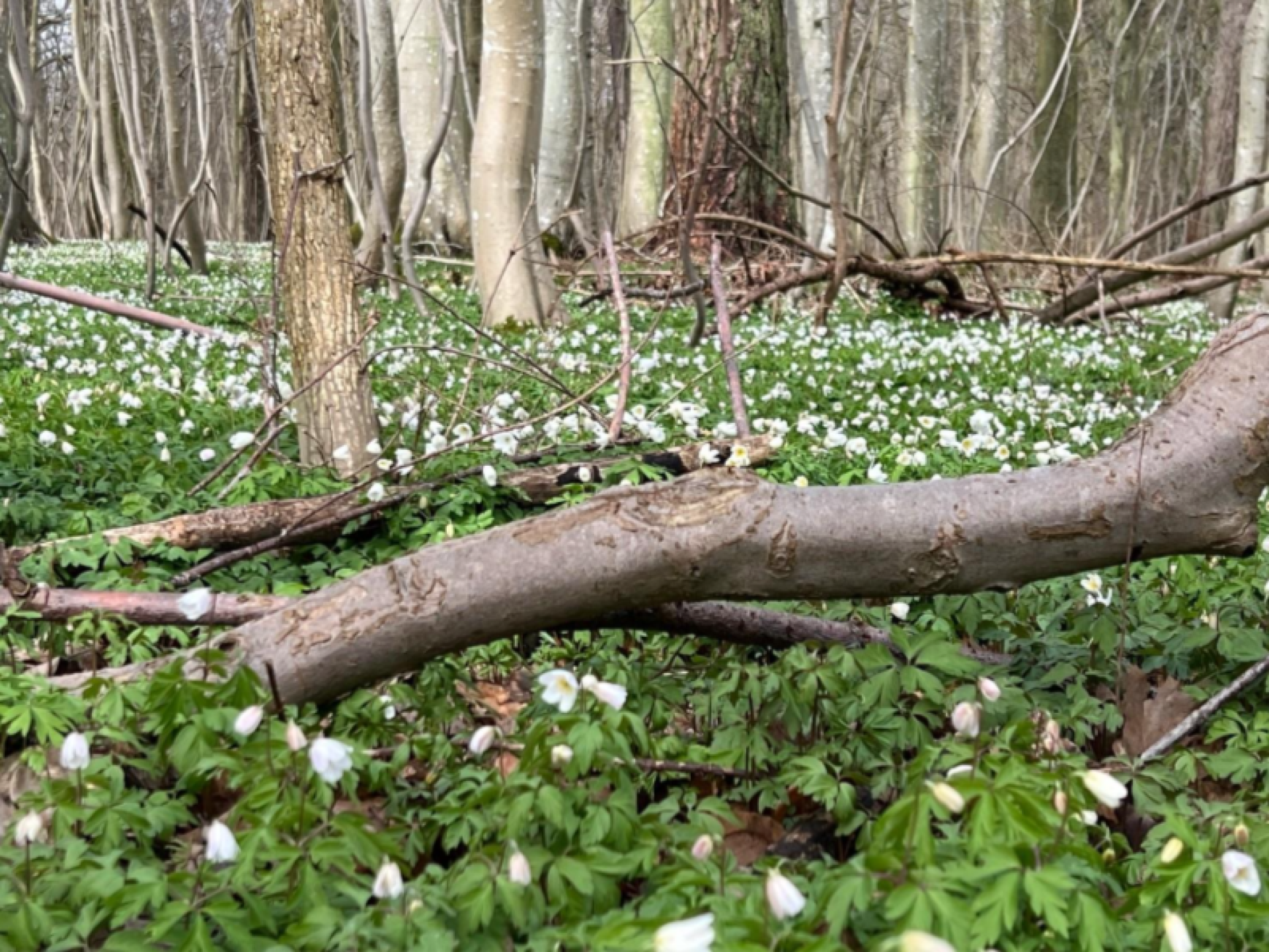 Se anemonerne - og andre forårsbebudere blomstre, og oplev forårets fugle