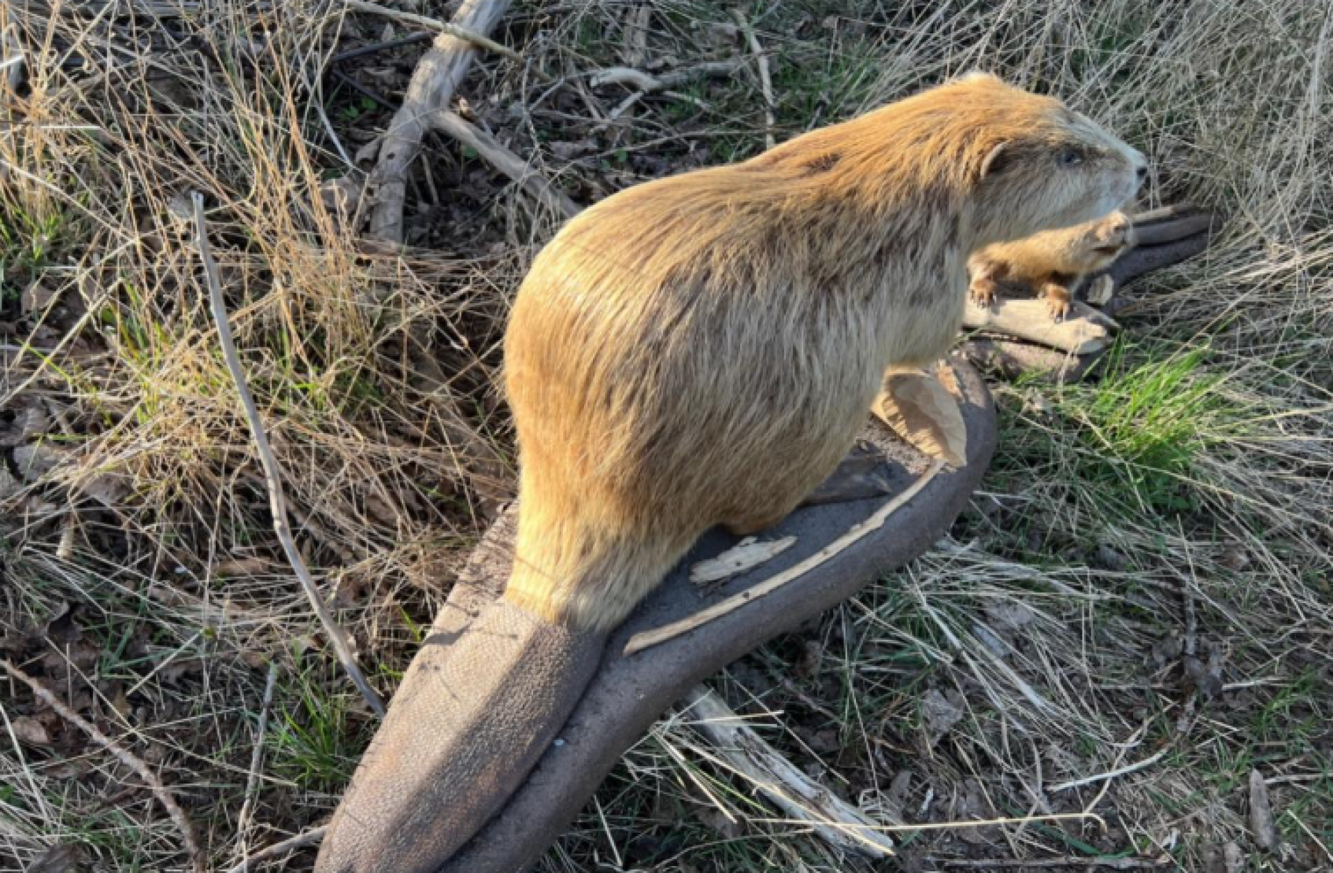 Aftentur på sporet af bævere, flagermus og skumringsfugle