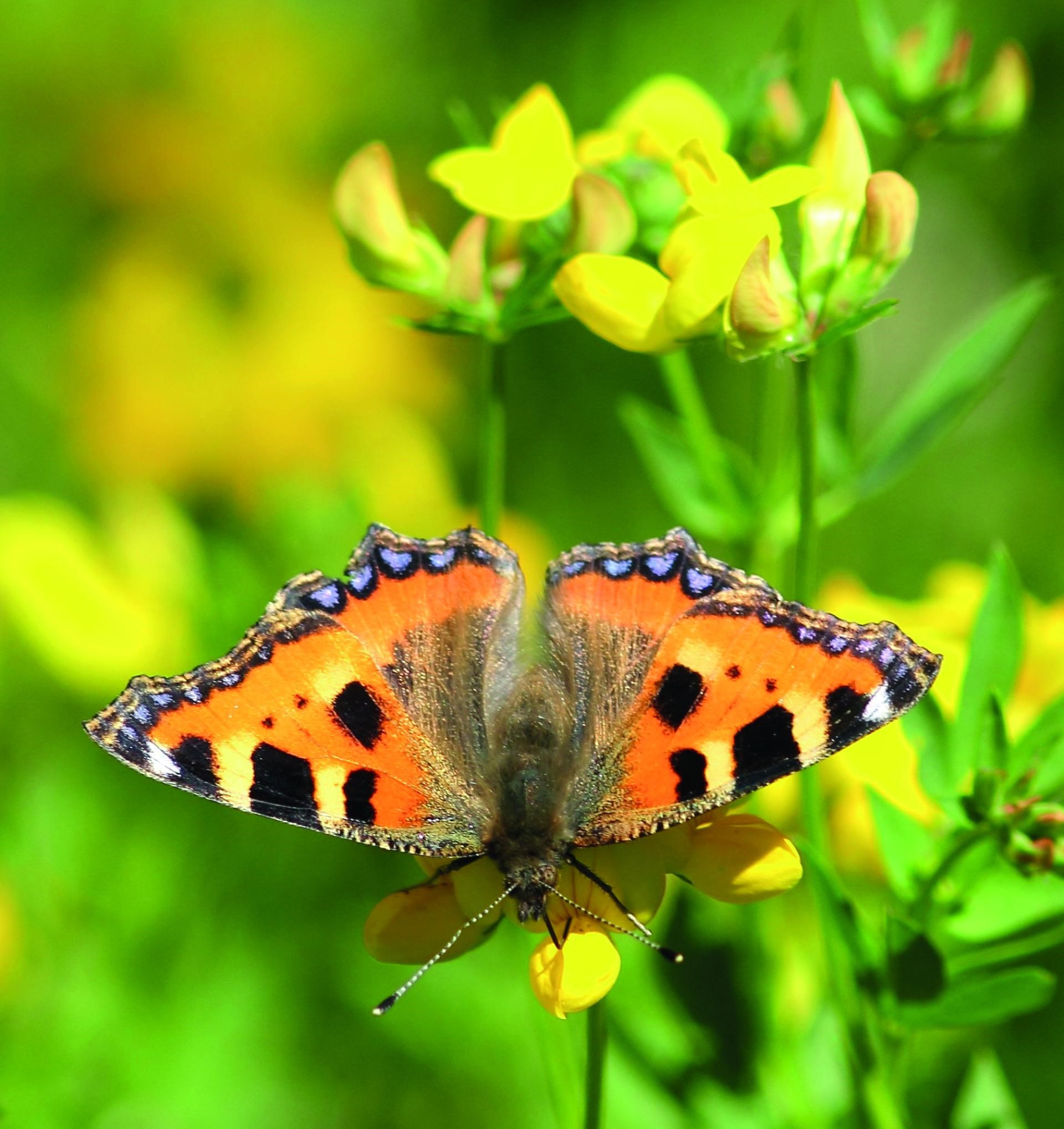 Fotosafari i Lynge grusgrav