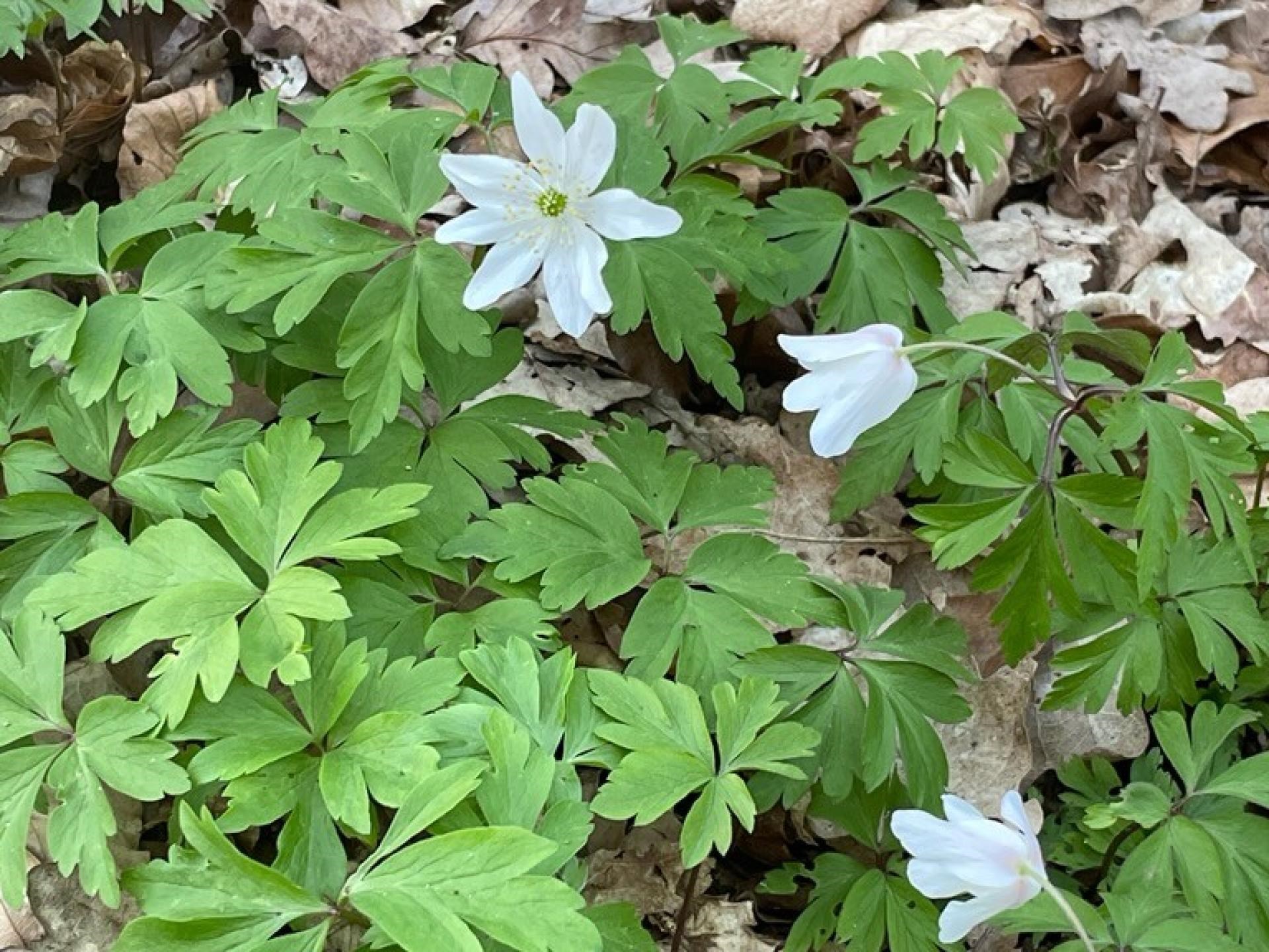 Se foråret vågne - sansetur med litteratur