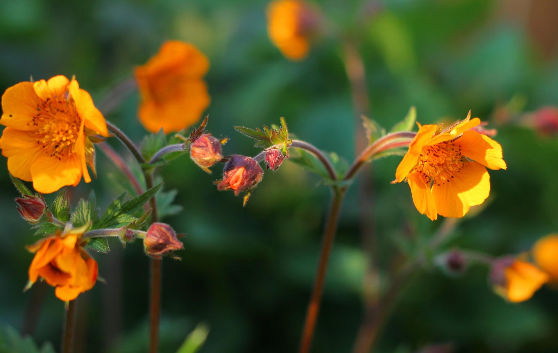 Uge 17: Blomsterfestival i City2