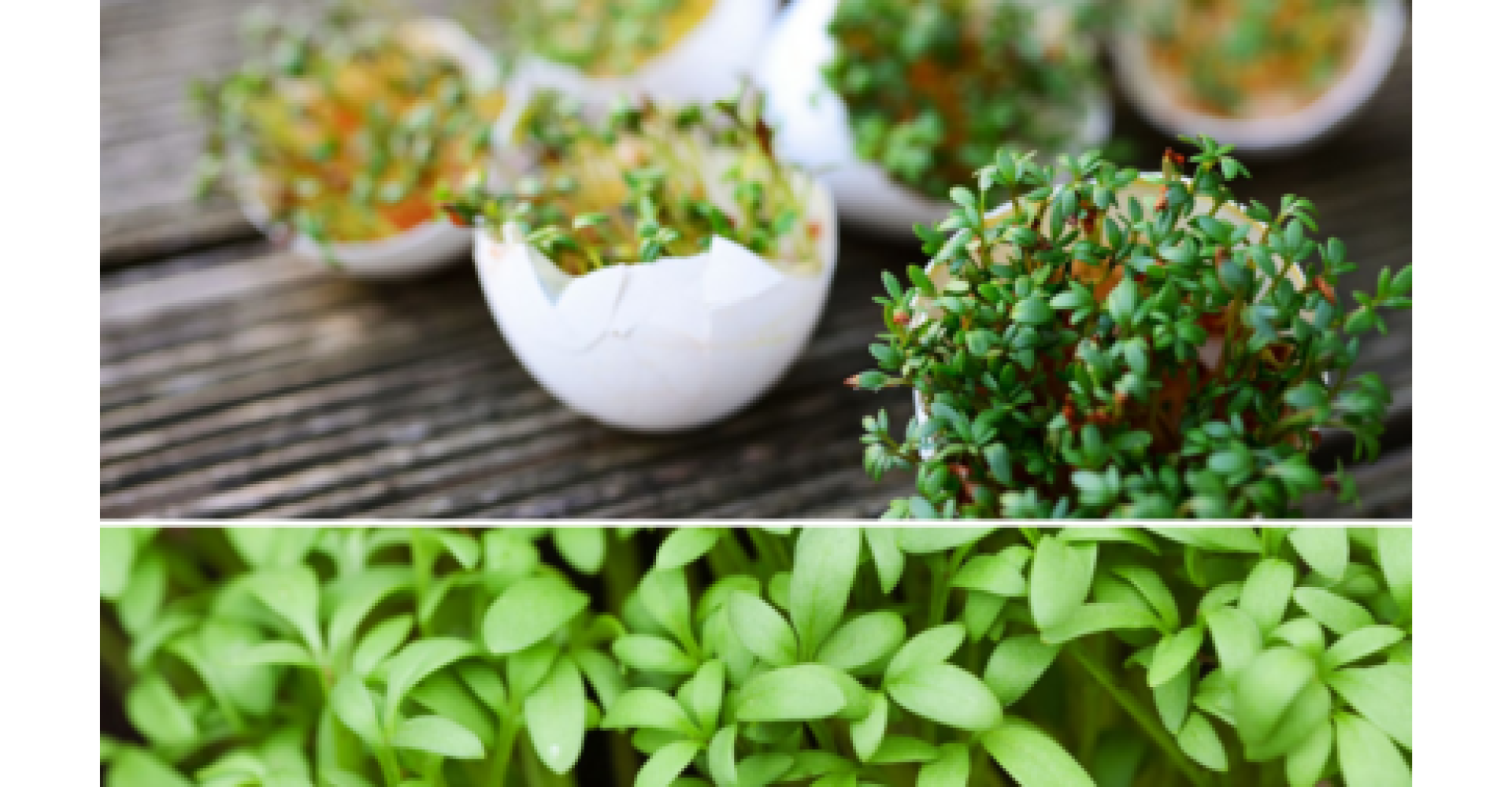 Karseworkshop i Brønden