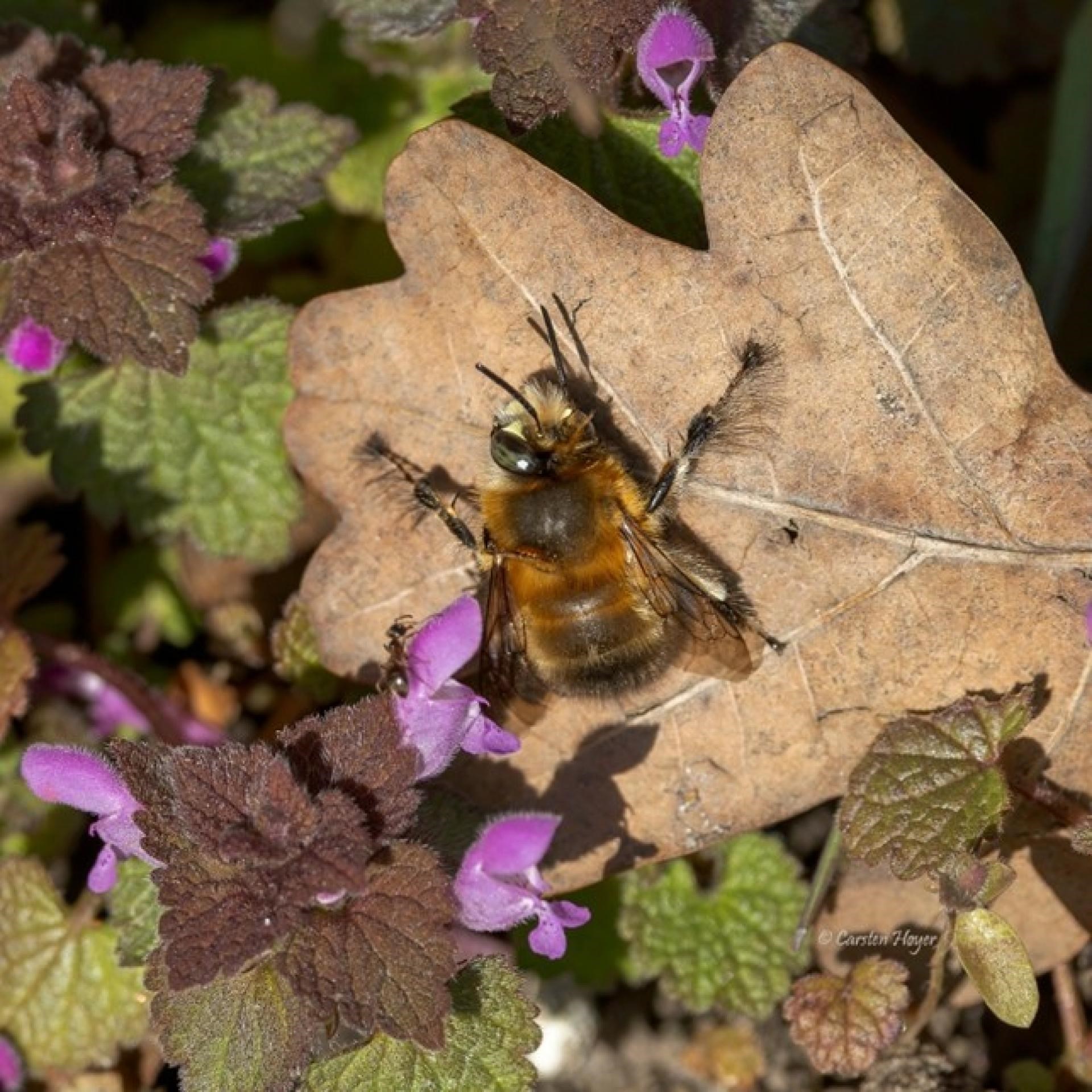 Uge 17: På jagt efter forårets dyreliv