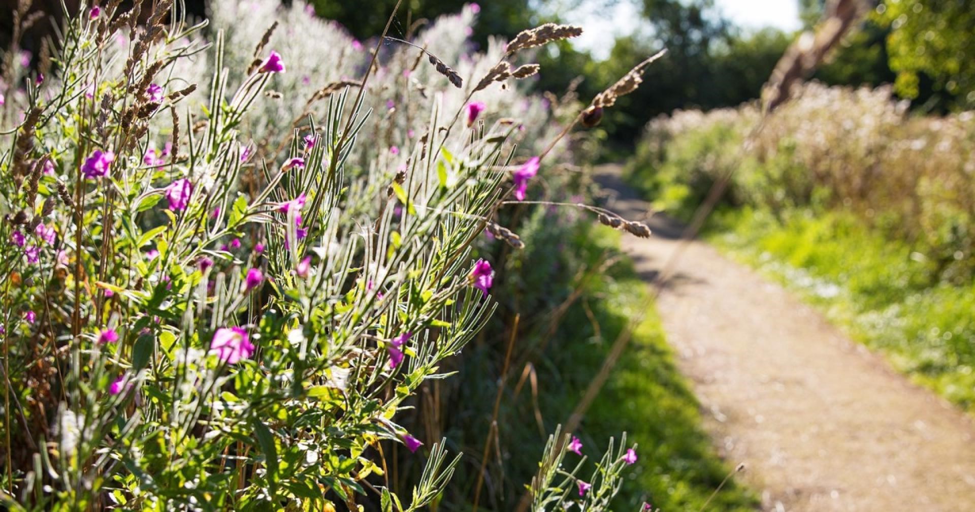 Uge 17: Plante-bingo