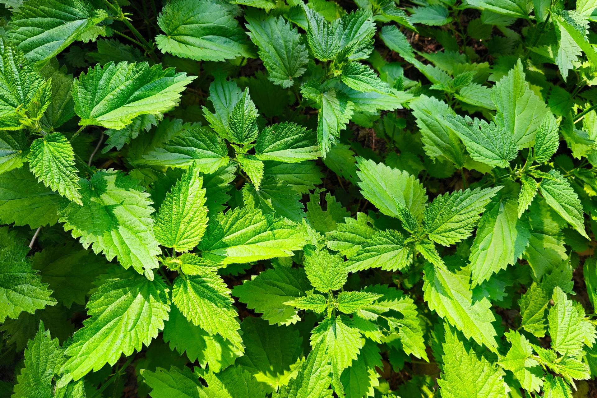 Pop up: Smag på naturen