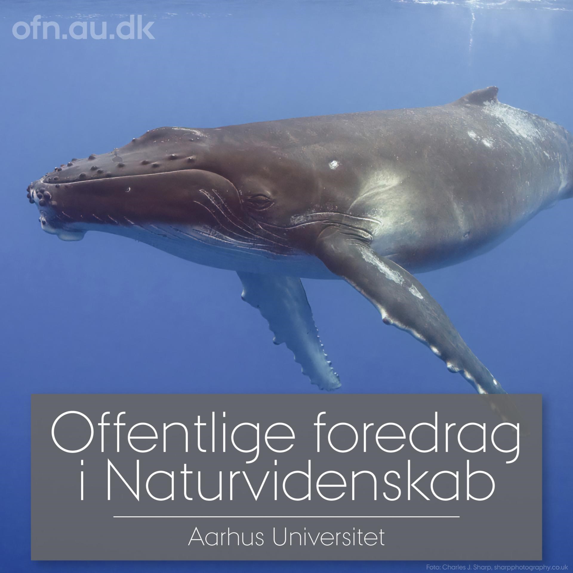 Offentlige foredrag i naturvidenskab - Med havets kæmper på jagt