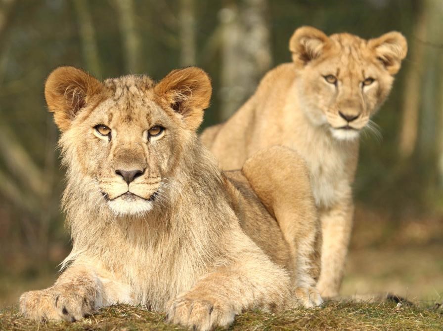 Udsolgt - størst stærkest farligst