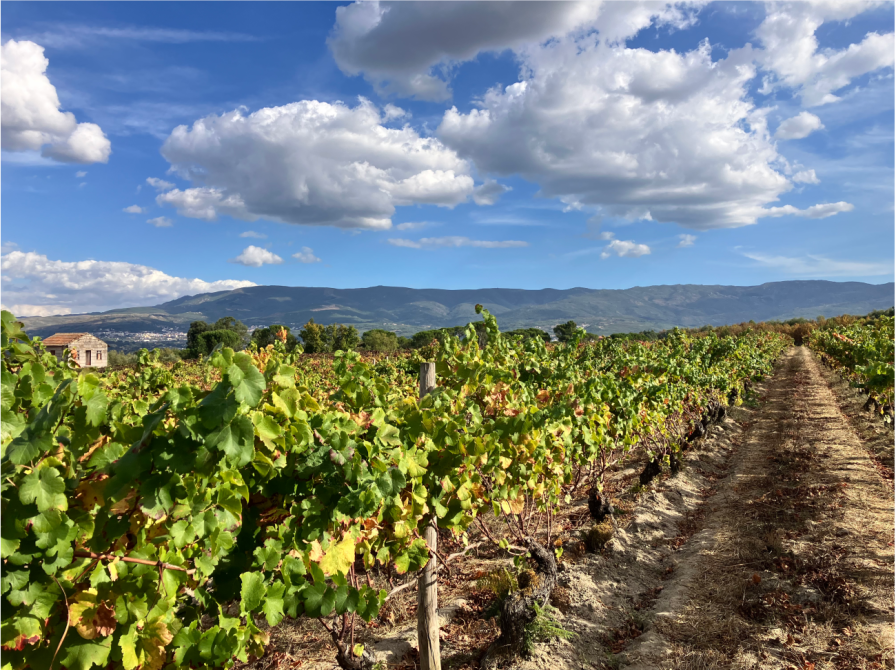 Tasting for place: Geography in the glass