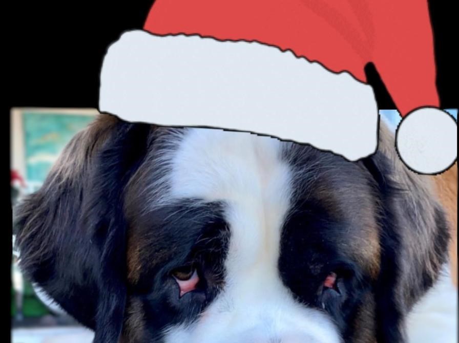 Tanja og Joan fra VovseBanden spreder juleglæde