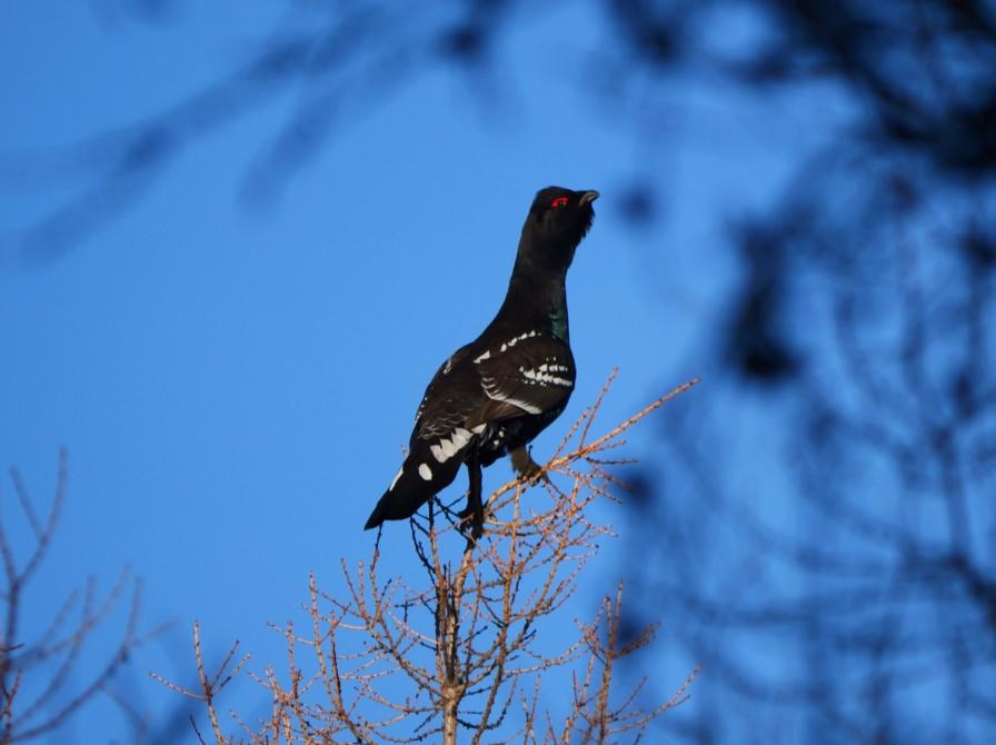Fugle i Mongoliets natur