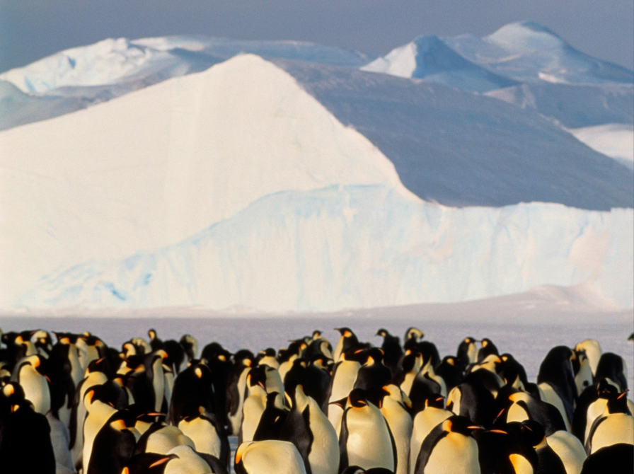 Pingviner og pionerer