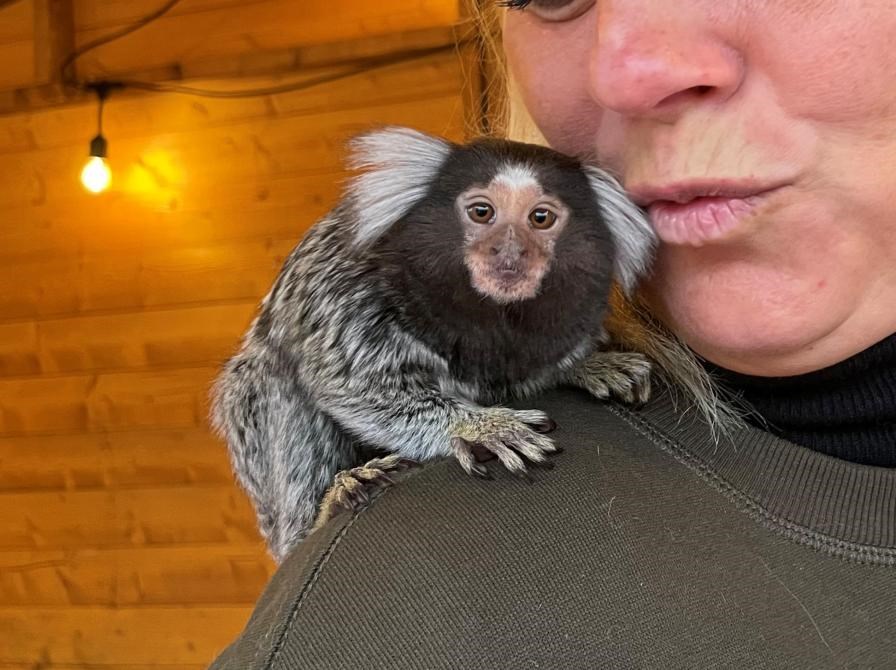 Mød dyr fra Hillerød Mini Zoo