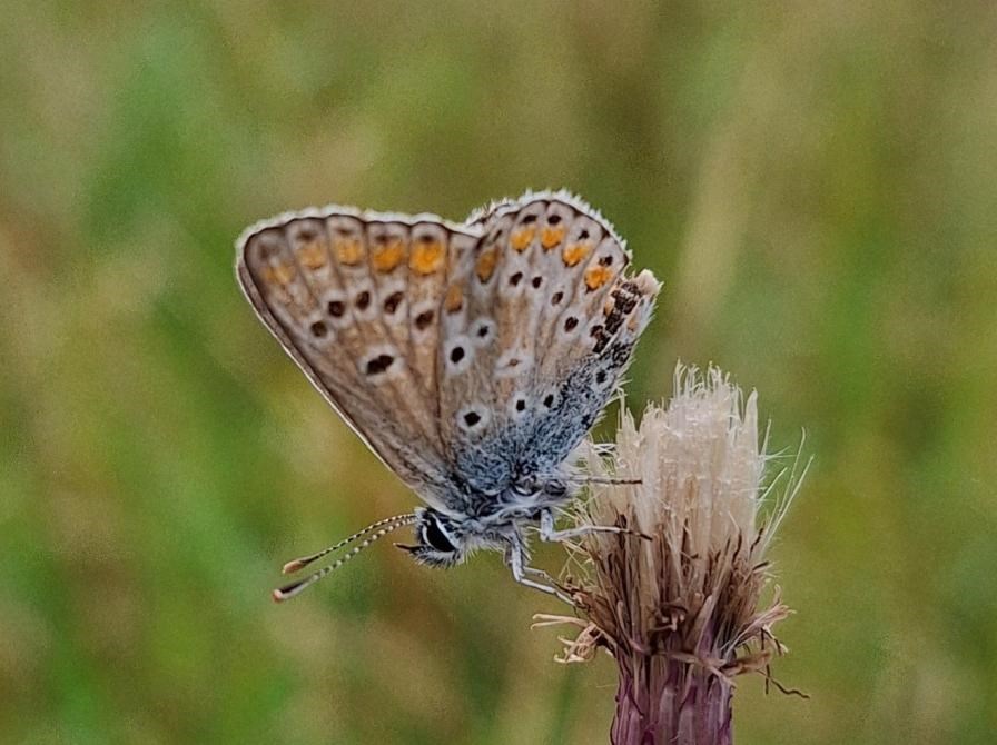 Fællesmøde i Skævinge Grønne Nabofællesskaber
