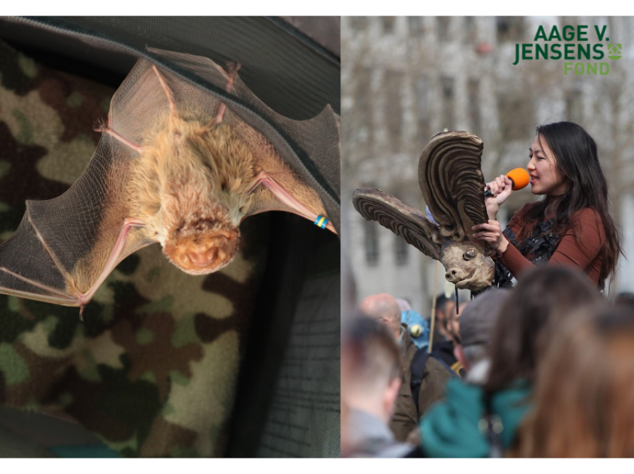 Hvordan føles det at flyve og skrige som en flagermus? Kom til foredrag med kunstneren Linh Le