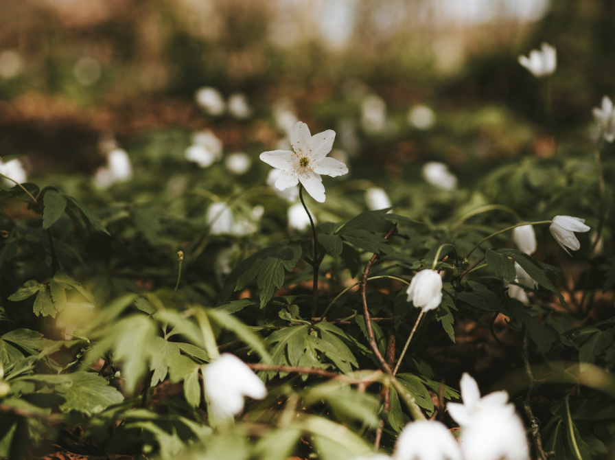 Forårskoncert med Tønderkoret