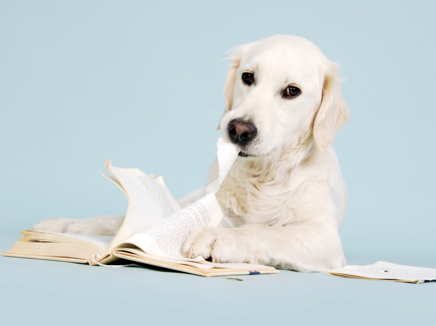 Litterær hundeluftning