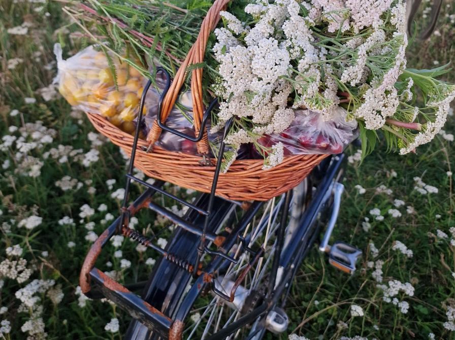 Biblioteksklubbens Grønne café by Night: Nordisk Urteselskab: En vild aften i urternes verden