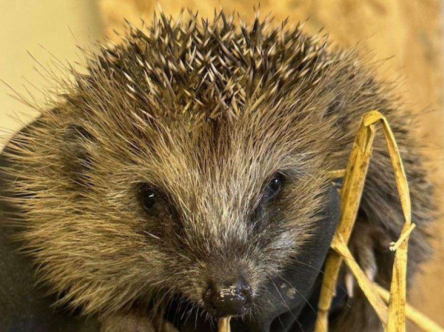Livet på en vildtplejestation - naturens frontlinje